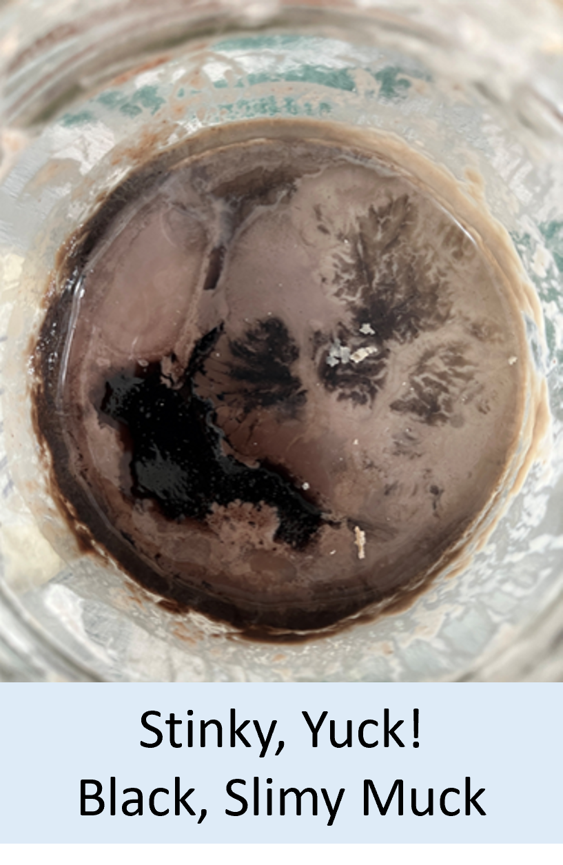Visual guide for identifying sourdough starter hooch, kahm yeast, and mold