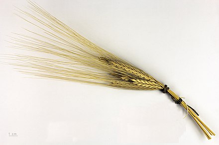 grainsEinkorn